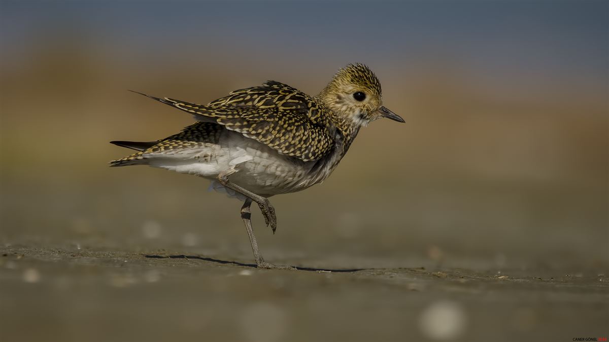 European Golden Plover