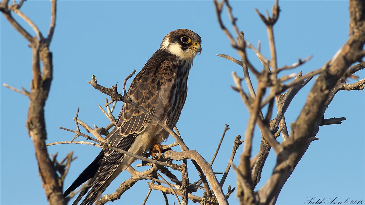 Red-footed Falcon