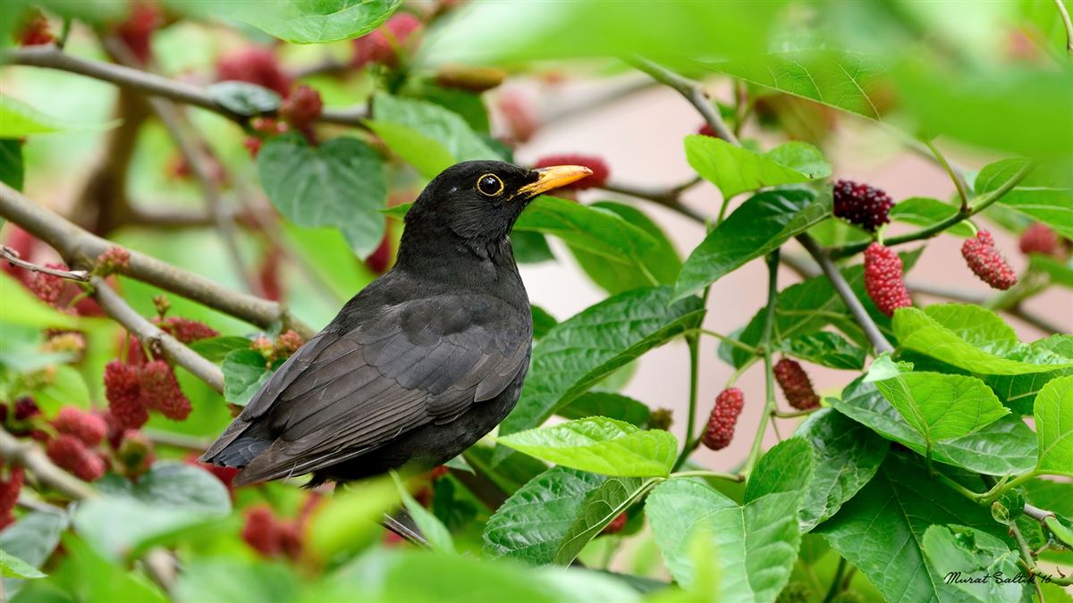 Common Blackbird