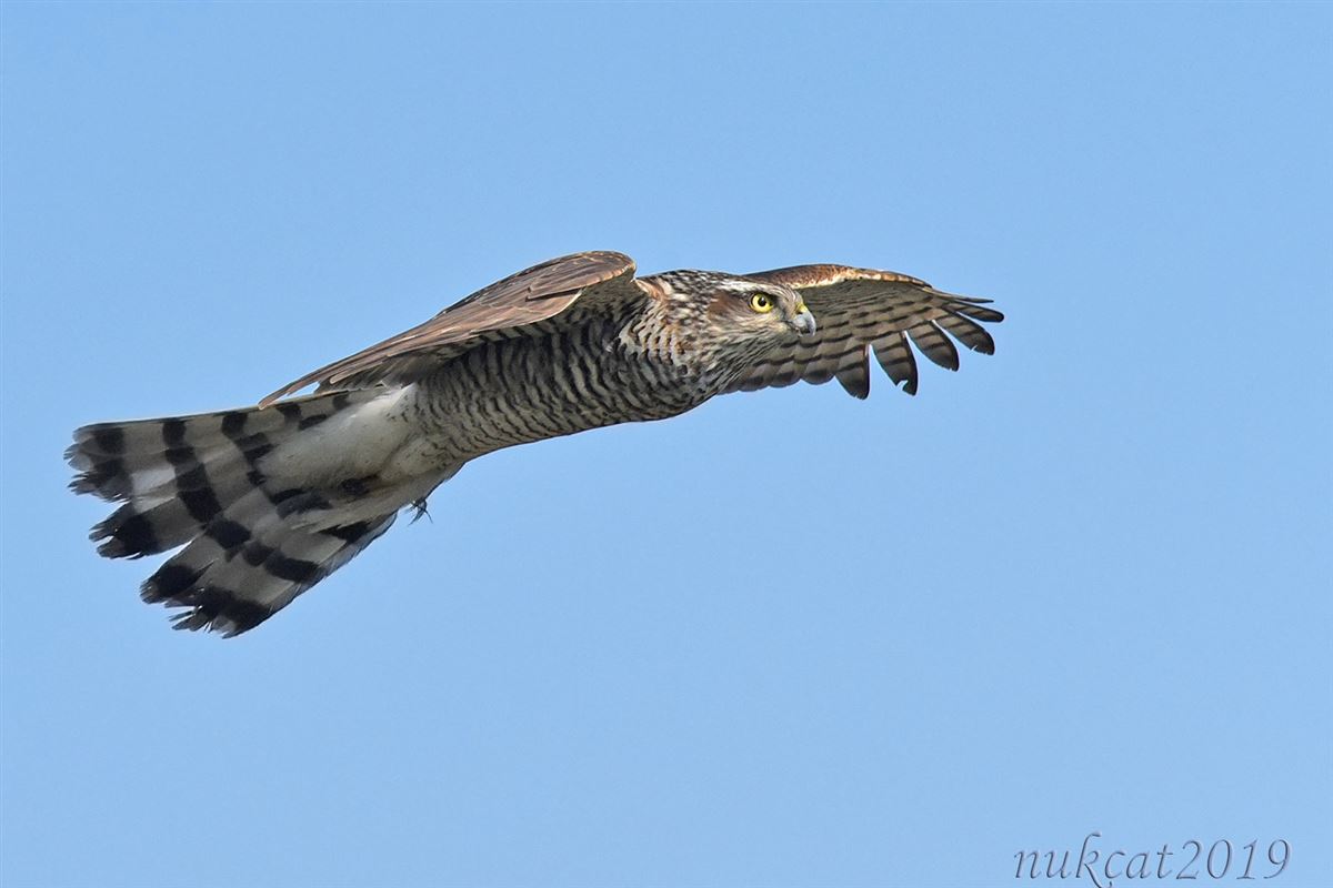 Eurasian Sparrowhawk