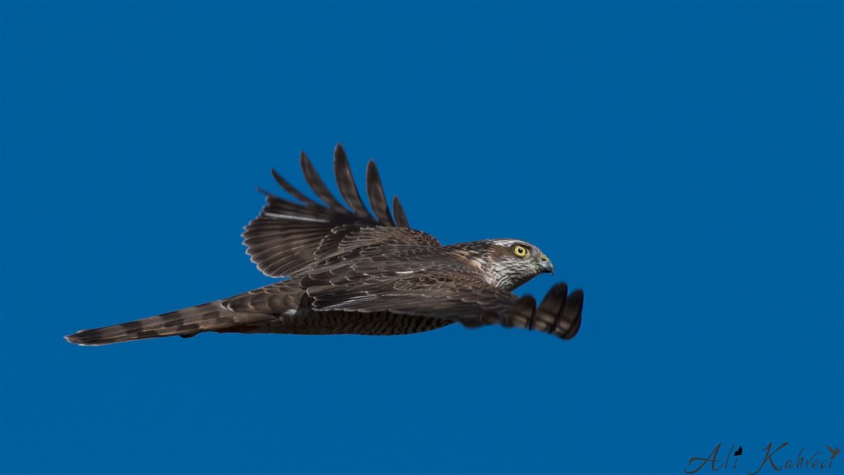 Atmaca