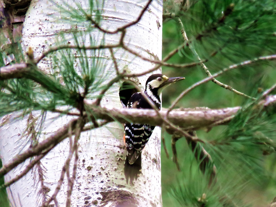 White-backed Woodpecker