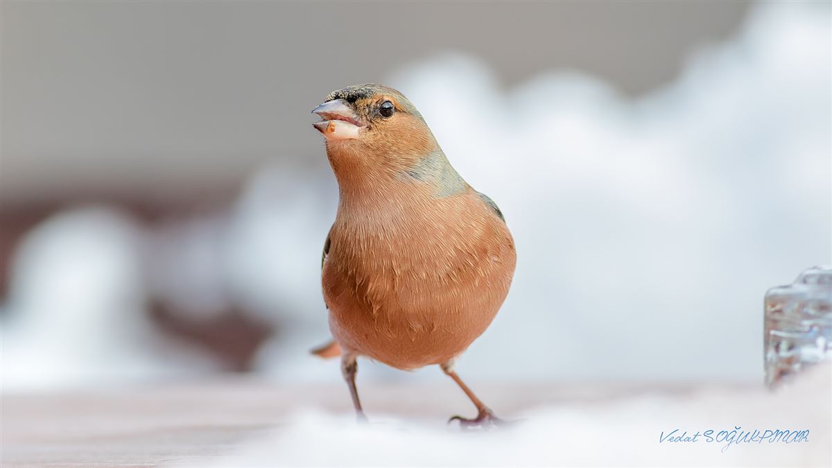 Eurasian Chaffinch