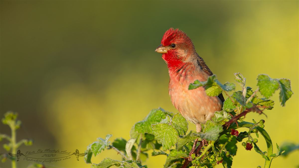 Common Rosefinch