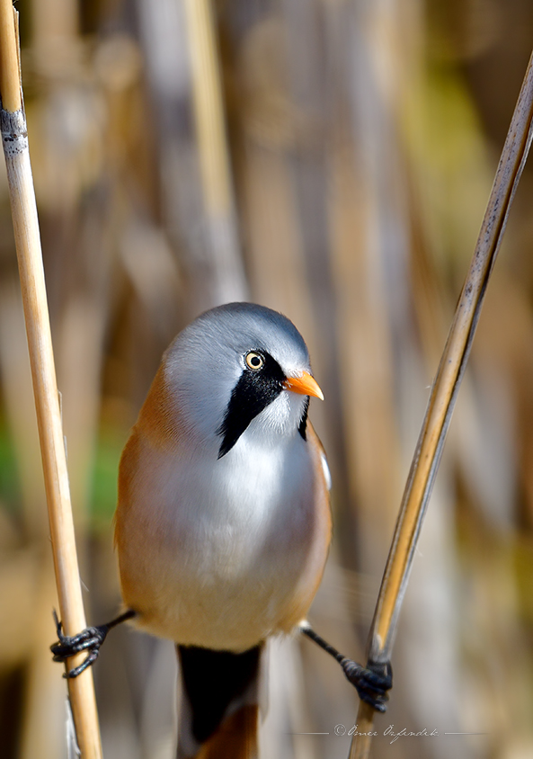 Bearded Reedling