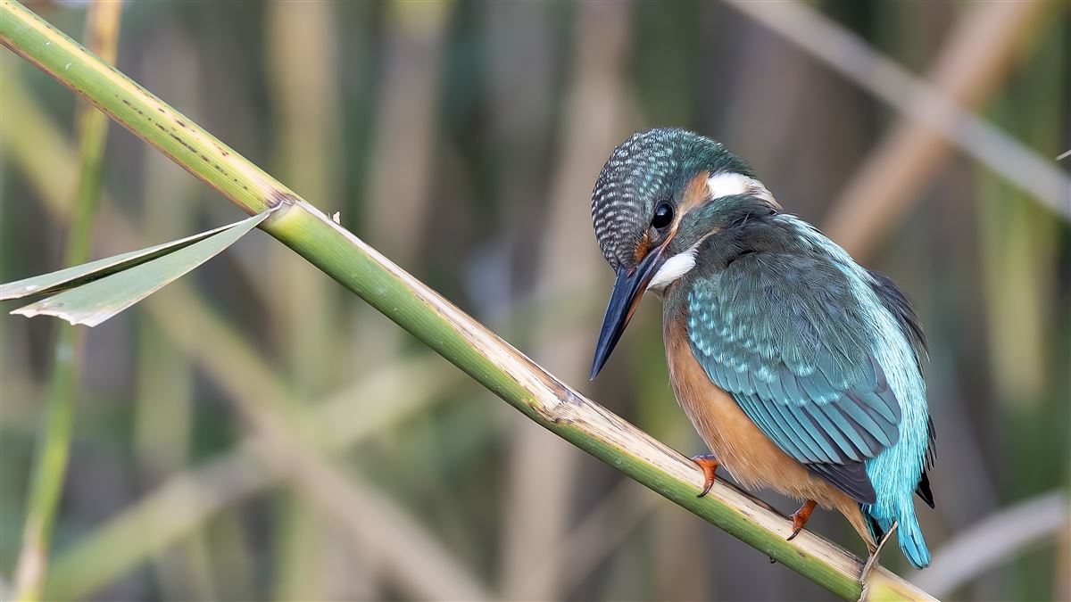 Common Kingfisher