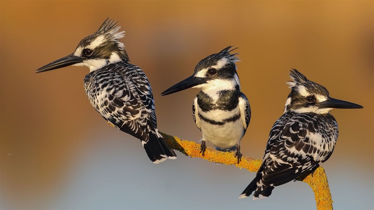 Pied Kingfisher