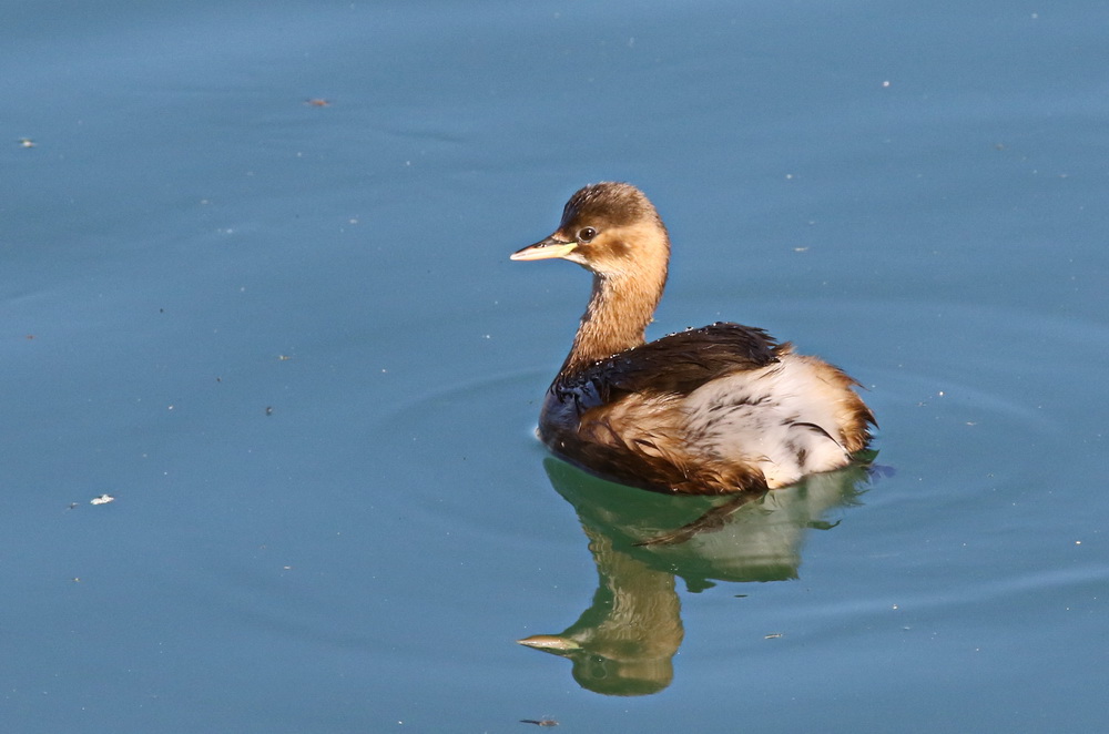 Little Grebe