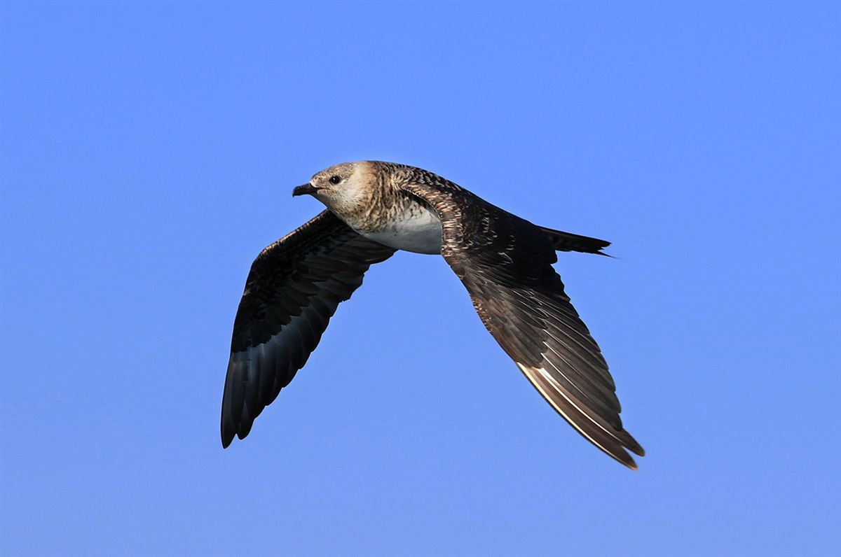 Parasitic Jaeger