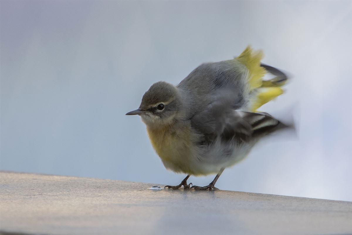 Grey Wagtail