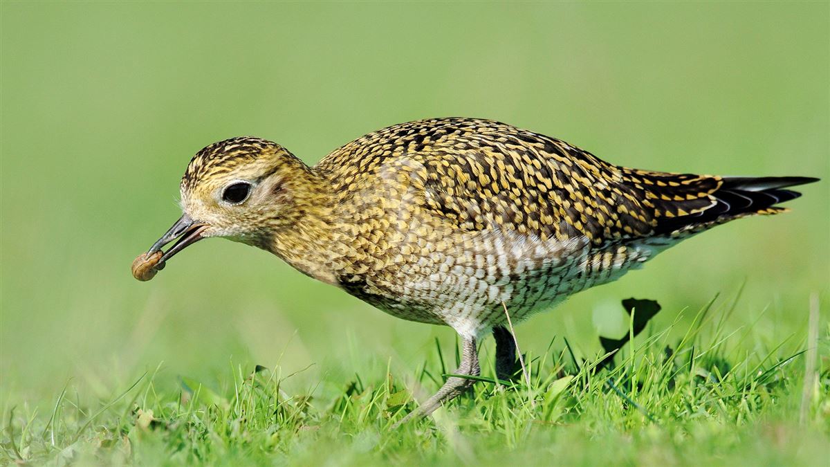 European Golden Plover