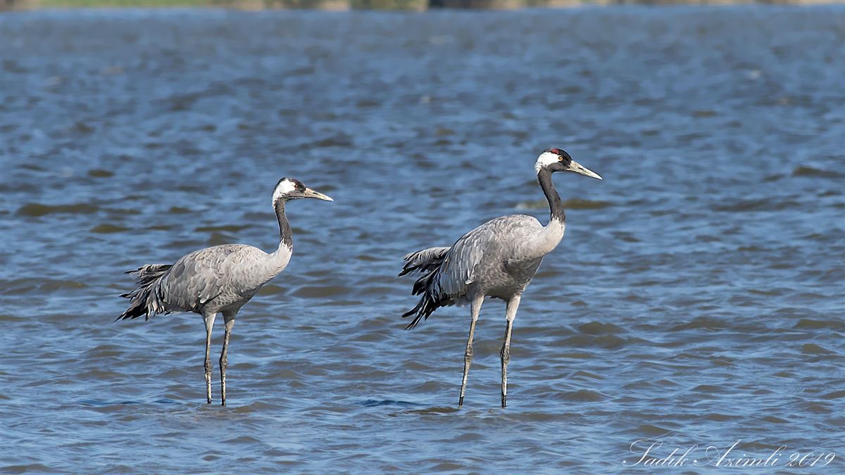 Common Crane