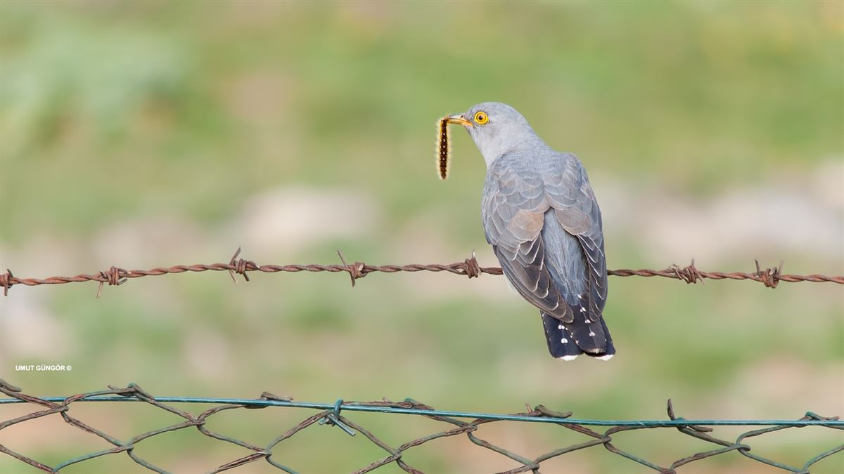 Common Cuckoo