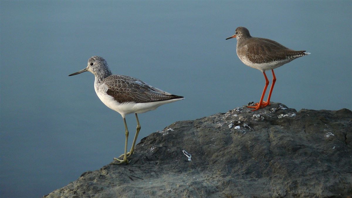 Common Greenshank