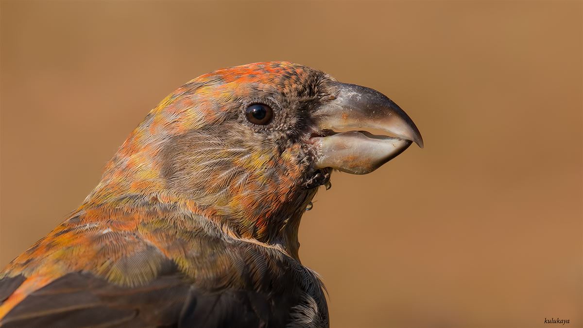 Red Crossbill