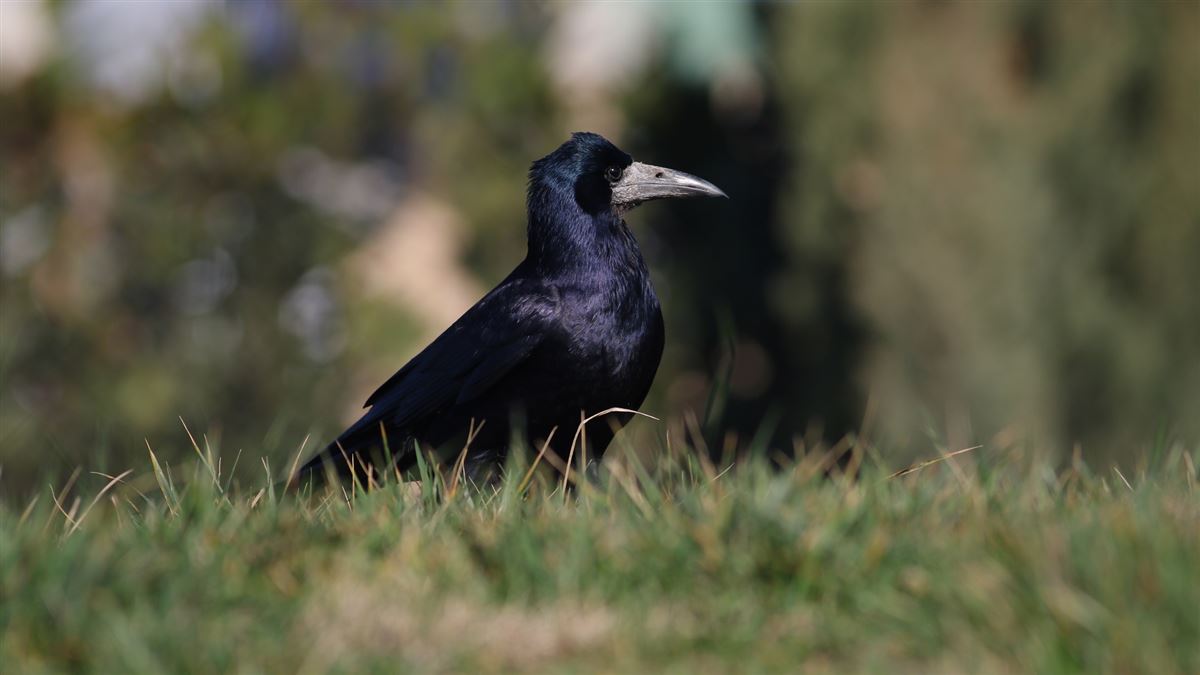 Rook