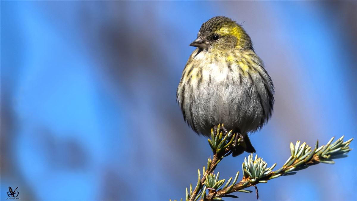 Eurasian Siskin