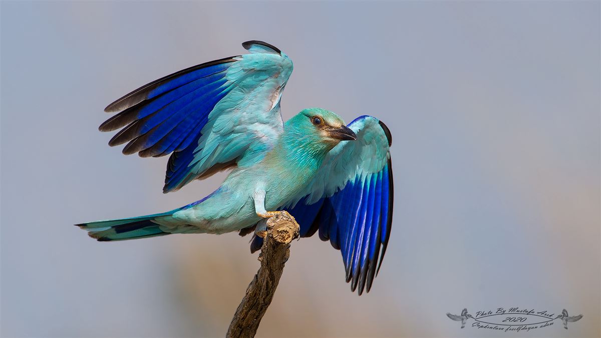 European Roller