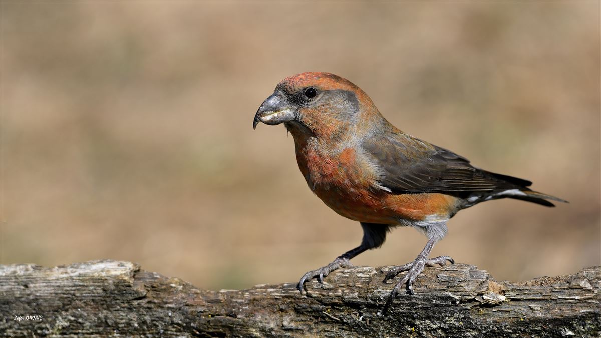 Red Crossbill
