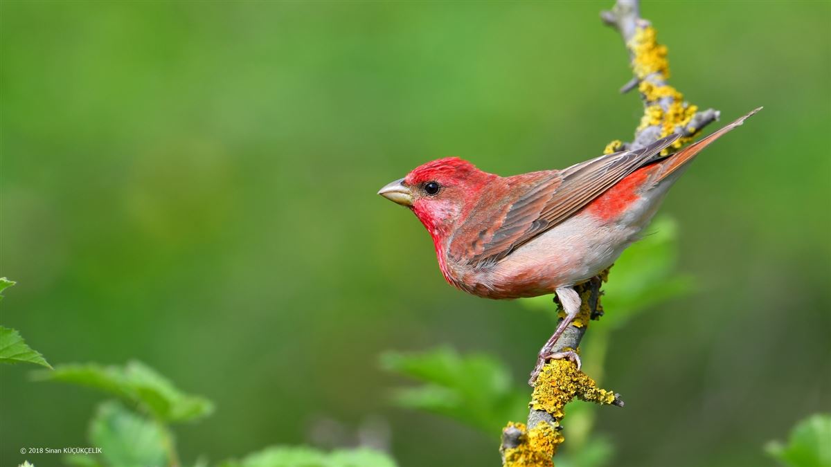 Common Rosefinch