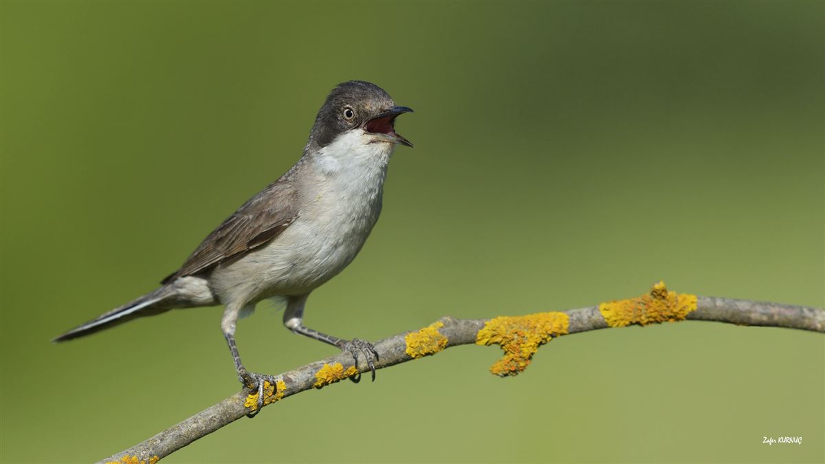 Eastern Orphean Warbler