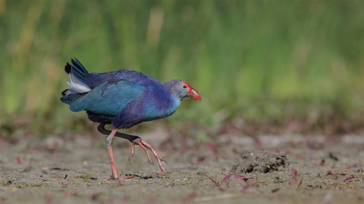 Grey-headed Swamphen
