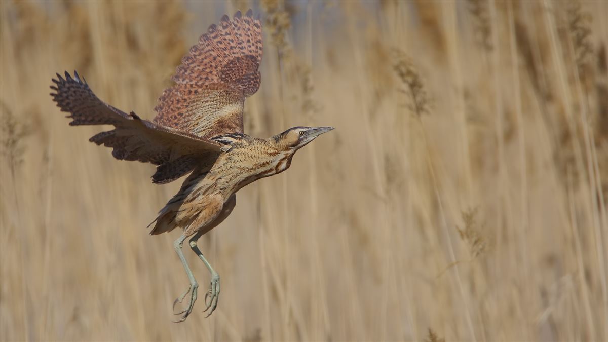 Eurasian Bittern