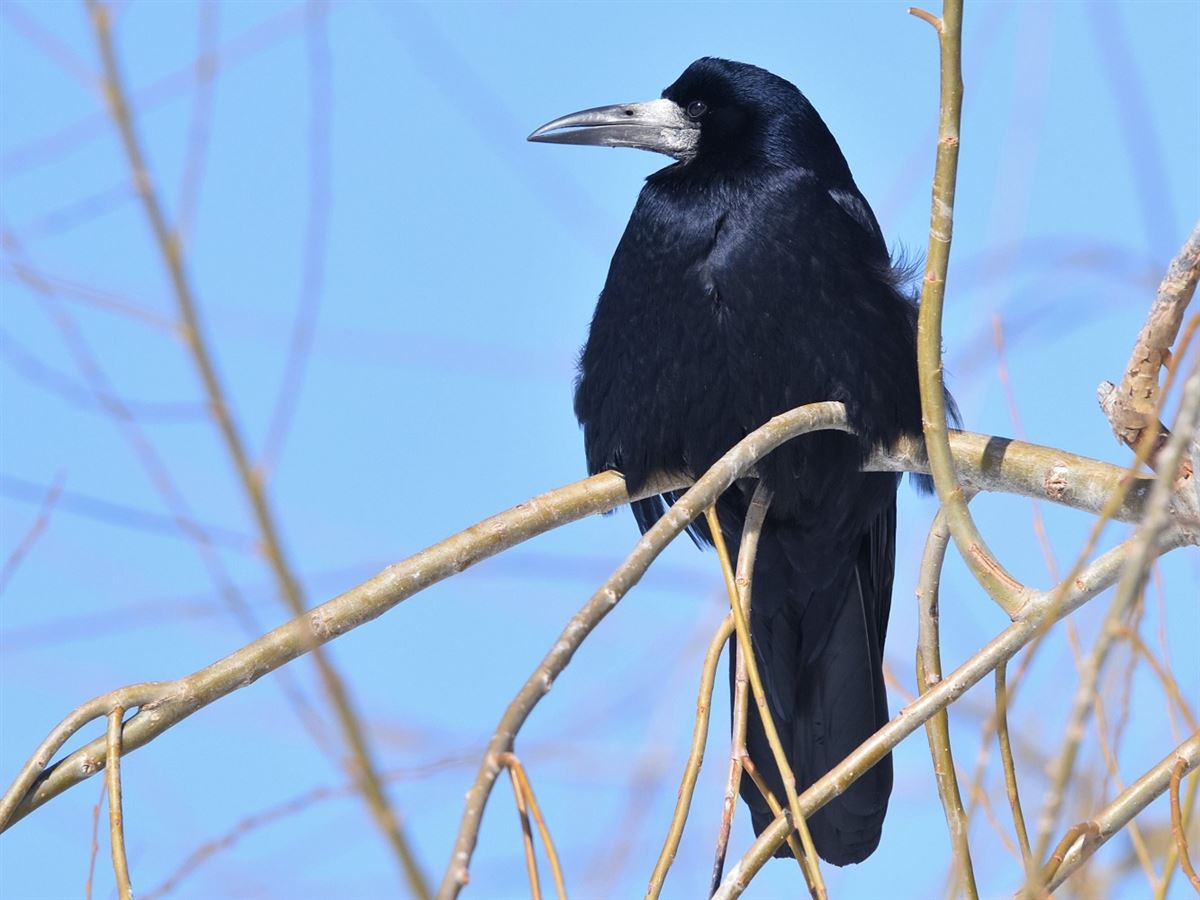 Rook