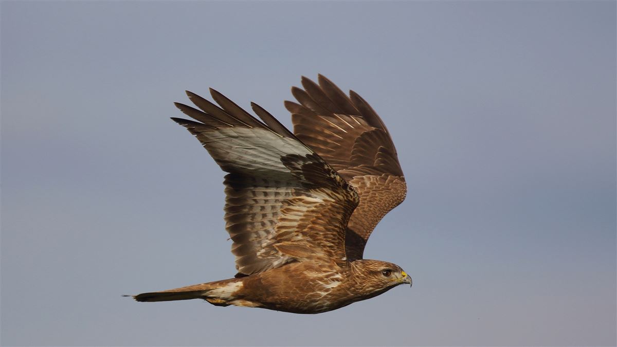 Common Buzzard