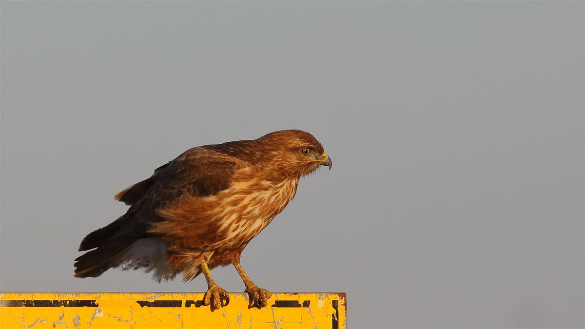 Common Buzzard