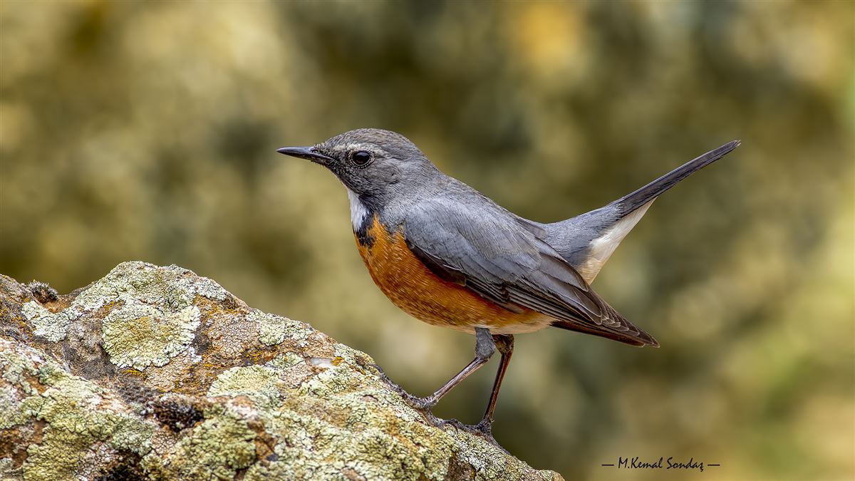 White-throated Robin