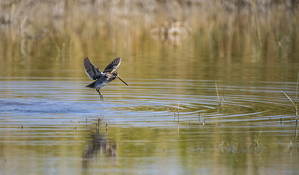 Common Snipe