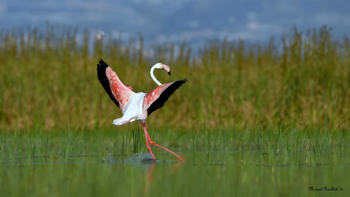 Flamingo