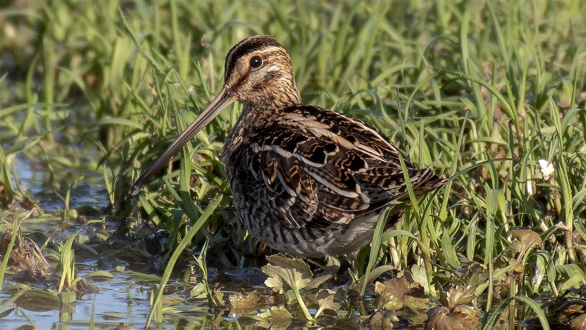 Common Snipe