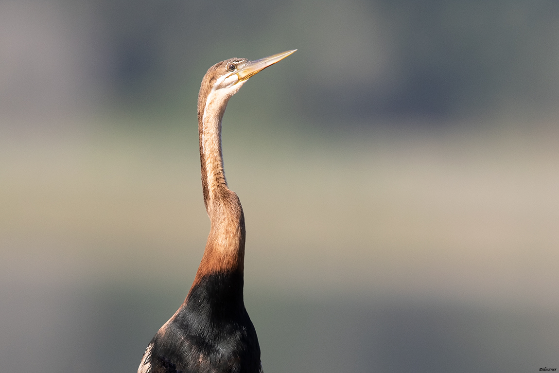 African Darter
