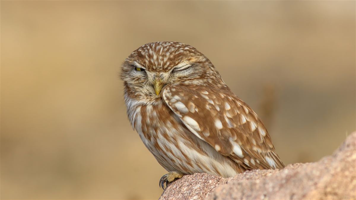 Little Owl