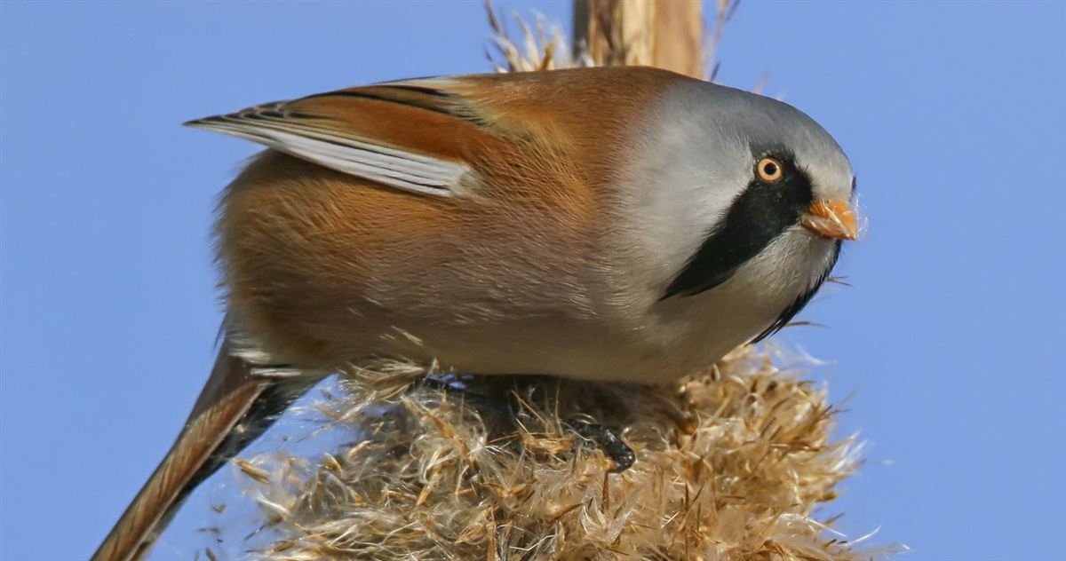 Bearded Reedling