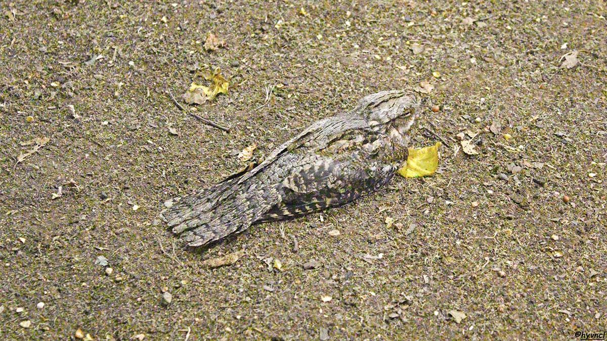 European Nightjar