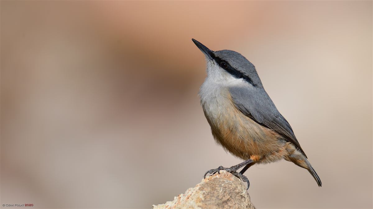 Western Rock Nuthatch