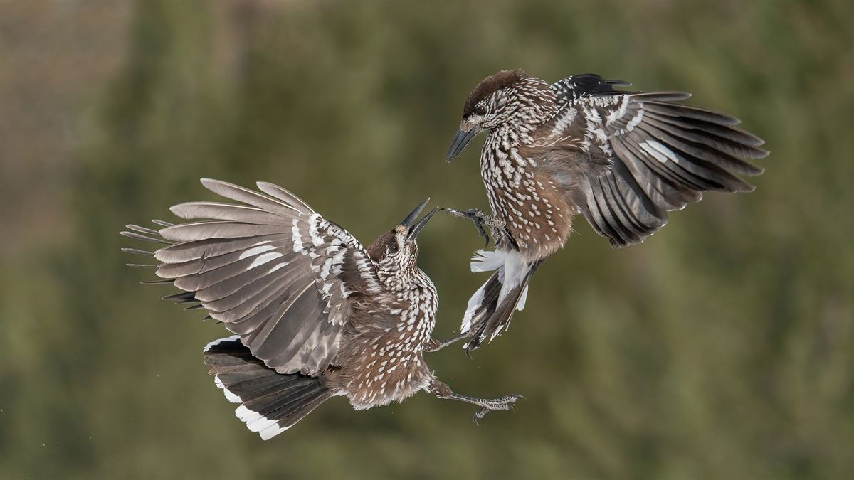 Northern Nutcracker