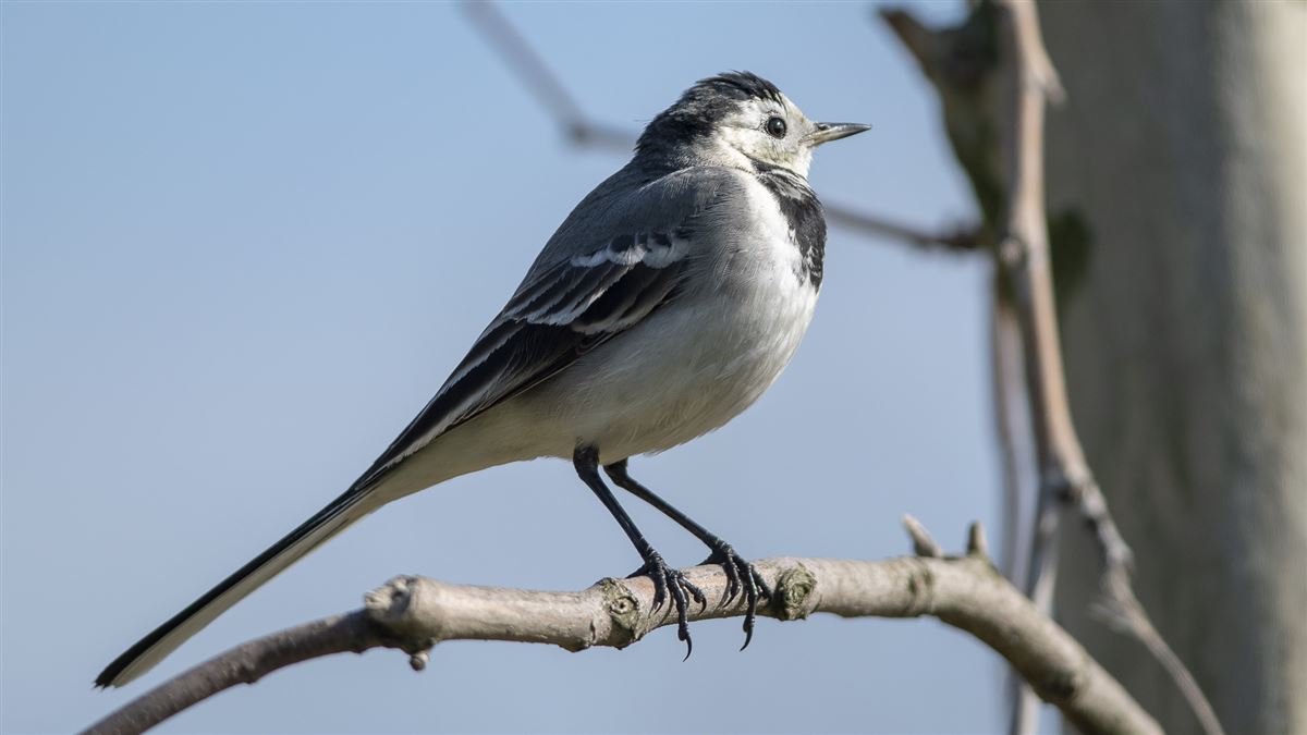 White Wagtail