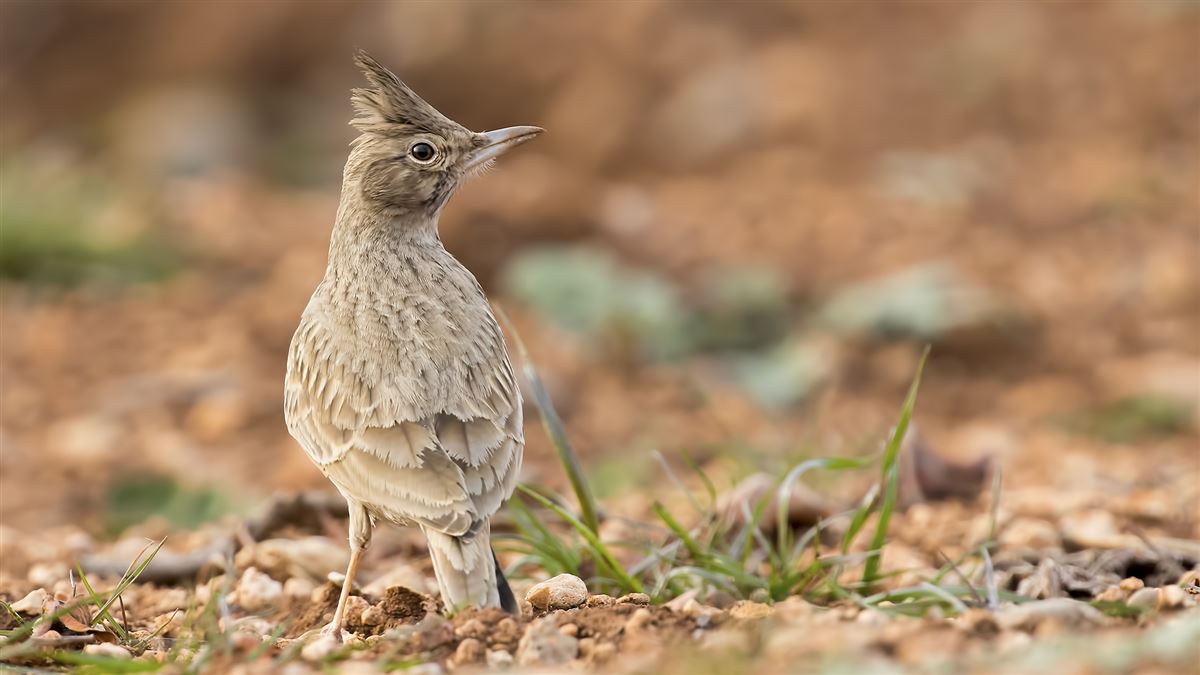 Crested Lark