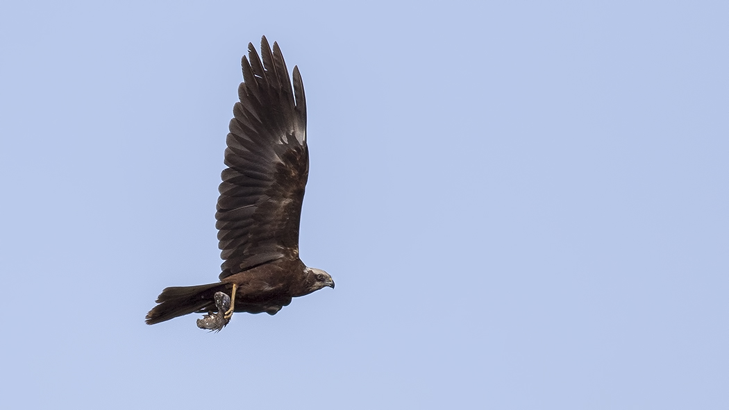 Western Marsh Harrier
