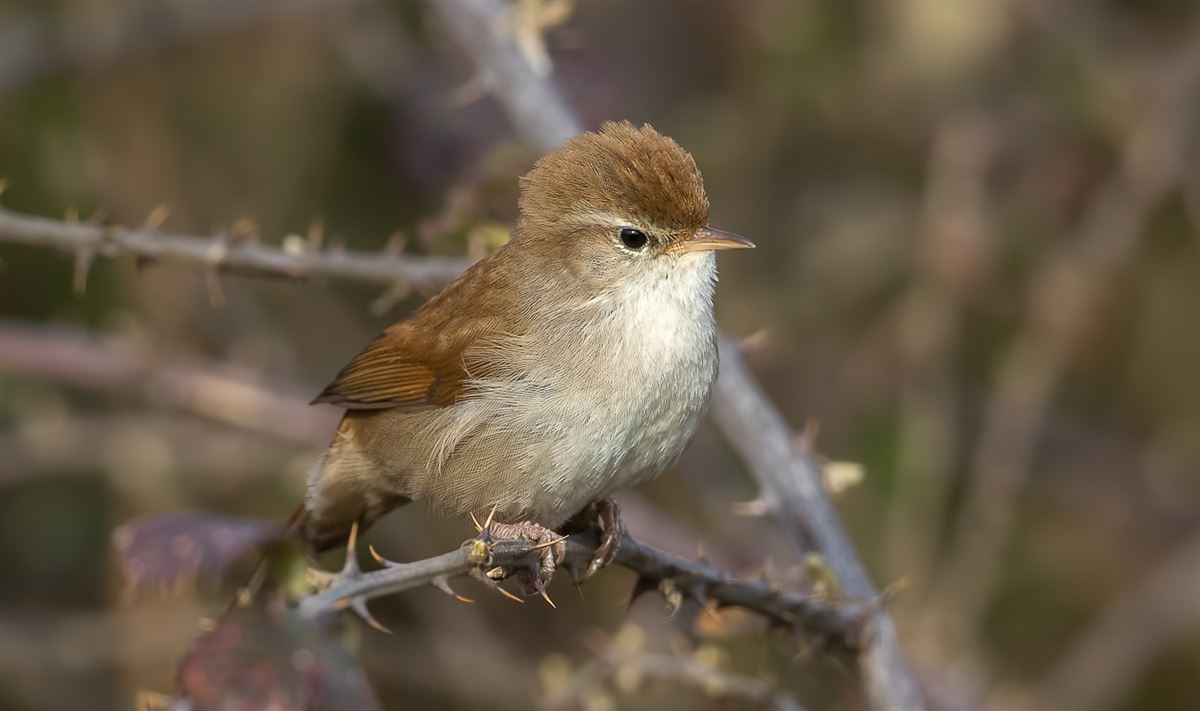 Cetti`s Warbler