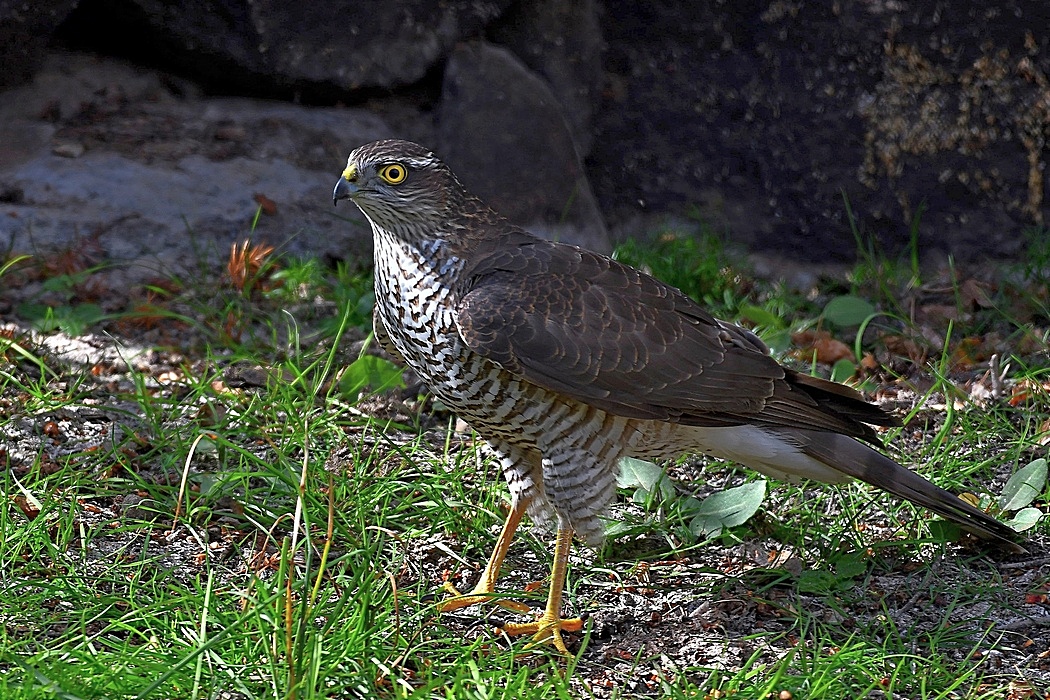 Eurasian Sparrowhawk