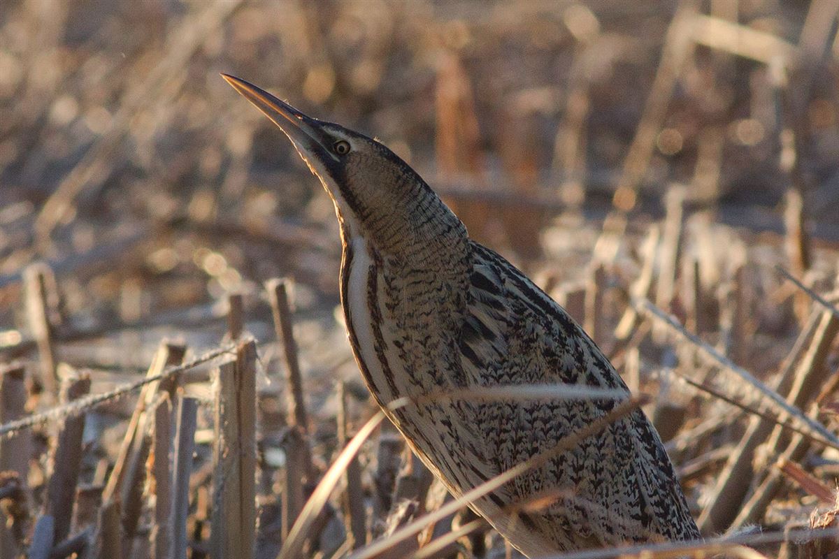 Eurasian Bittern