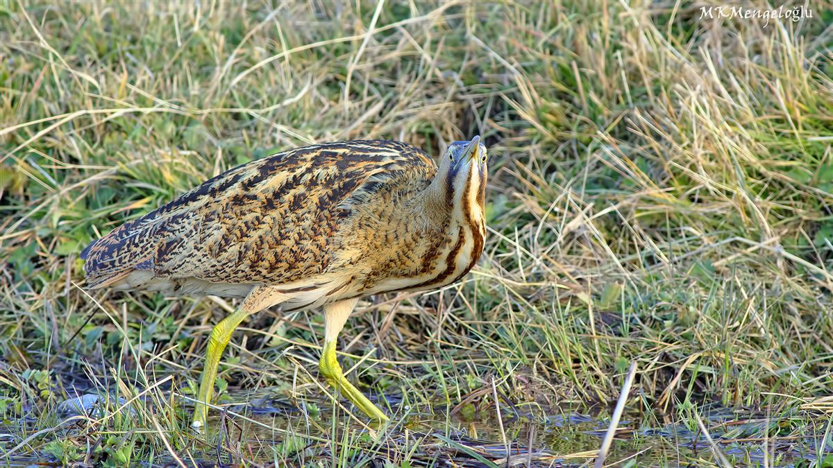Eurasian Bittern