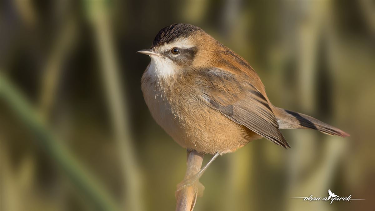 Moustached Warbler
