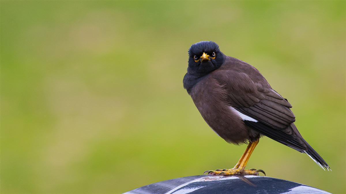 Common Myna
