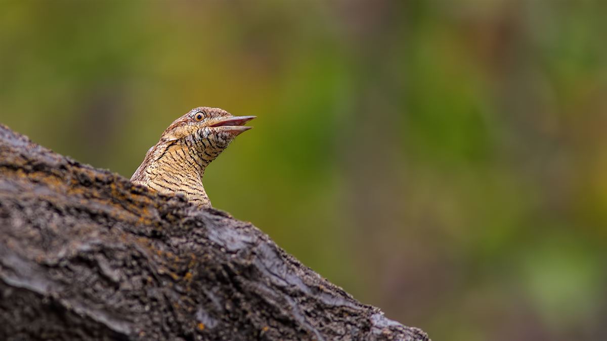 Eurasian Wryneck